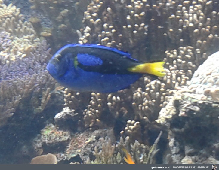 Impressionen aus Hagenbecks Aquarium