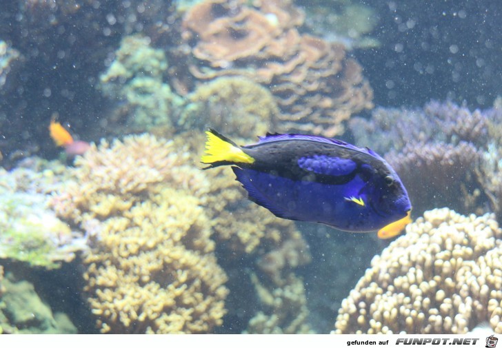 Hagenbeck Aquarium Dorie2