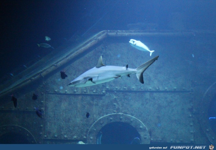 Hagenbeck Aquarium Hai