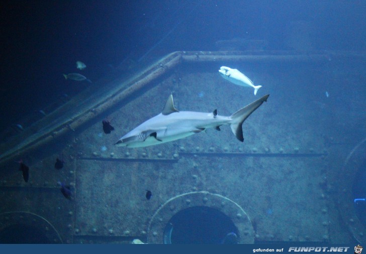 Impressionen aus Hagenbecks Aquarium