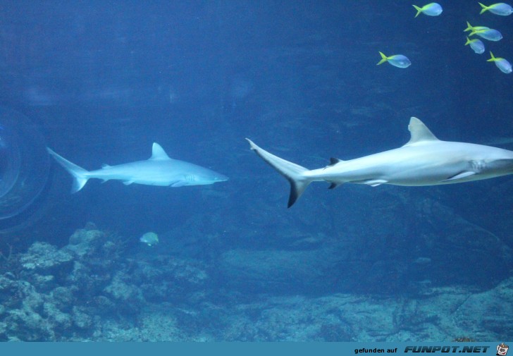 Hagenbeck Aquarium Haie Hagenbeck Aquarium Haie