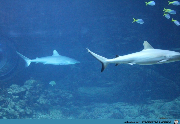 Impressionen aus Hagenbecks Aquarium