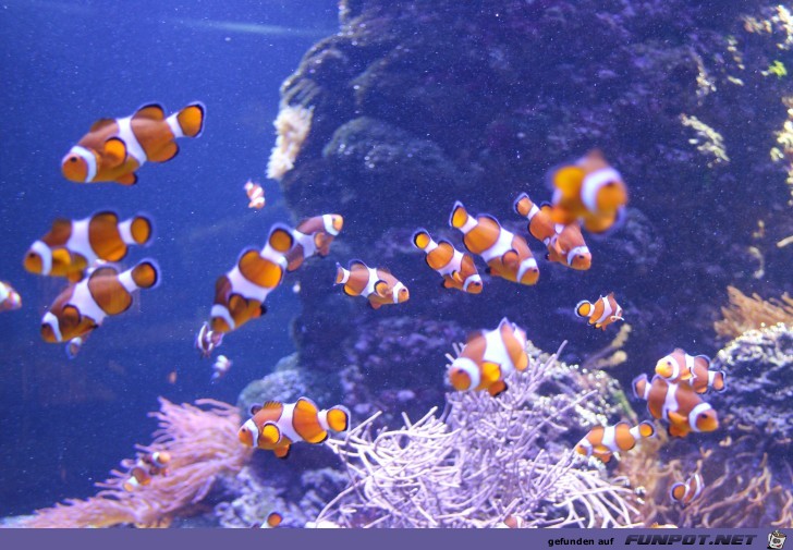 Hagenbeck Aquarium viele Nemos2