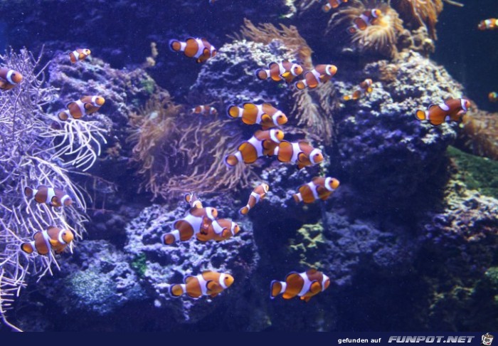 Hagenbeck Aquarium viele Nemos3 Hagenbeck Aquarium viele Nemos3