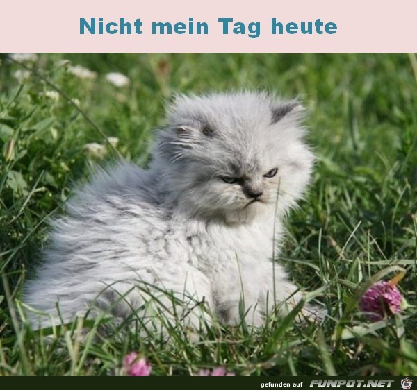 Nicht mein Tag Nicht mein Tag