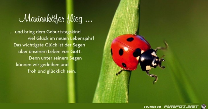 Marienkaefer Marienkaefer