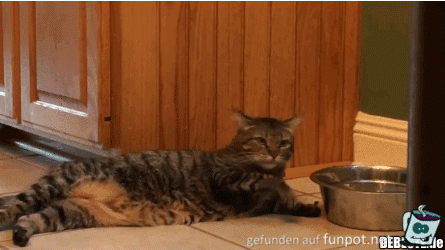 Faule Katze Faule Katze