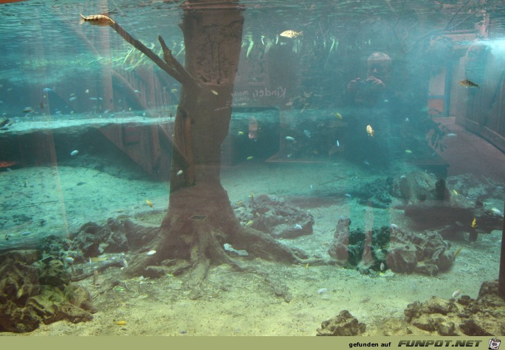 Impressionen aus Hagenbecks Aquarium Teil 2