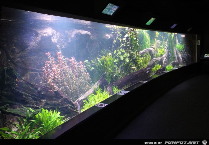 Hagenbeck Aquarium22 Hagenbeck Aquarium22
