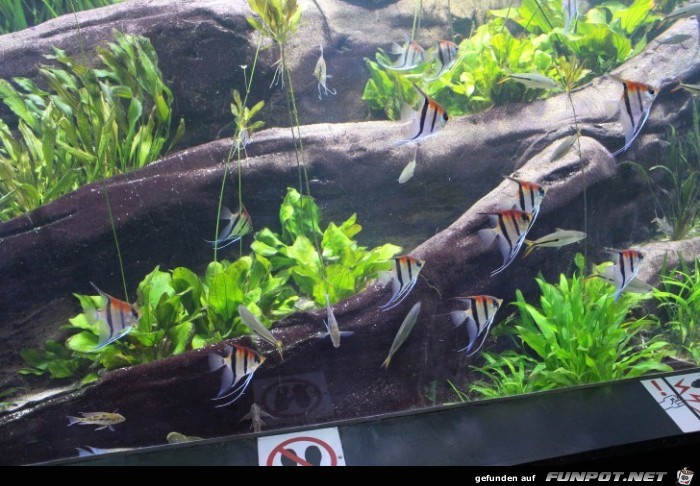Hagenbeck Aquarium23 Hagenbeck Aquarium23