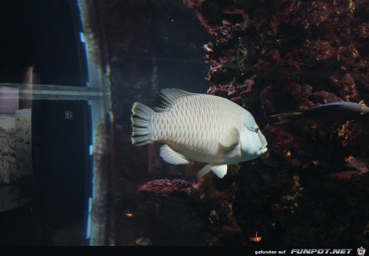 Impressionen aus Hagenbecks Aquarium Teil 2