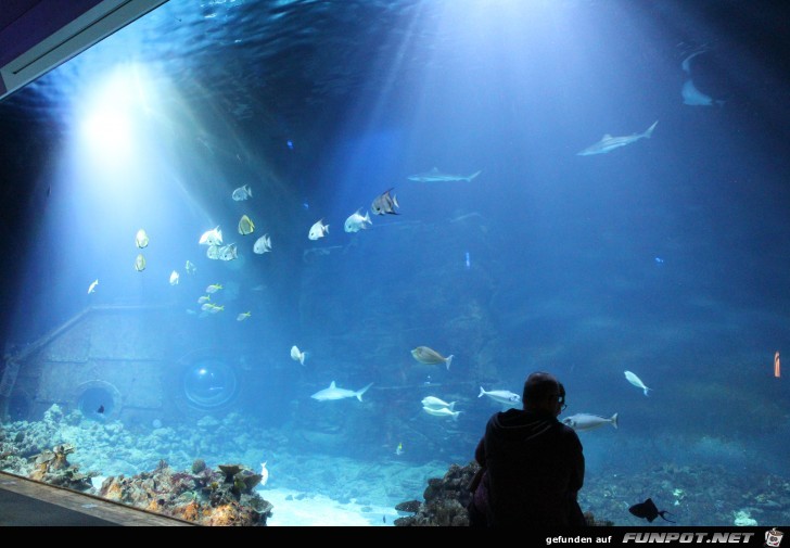Impressionen aus Hagenbecks Aquarium Teil 2