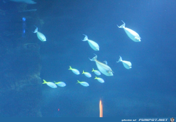 Impressionen aus Hagenbecks Aquarium Teil 2