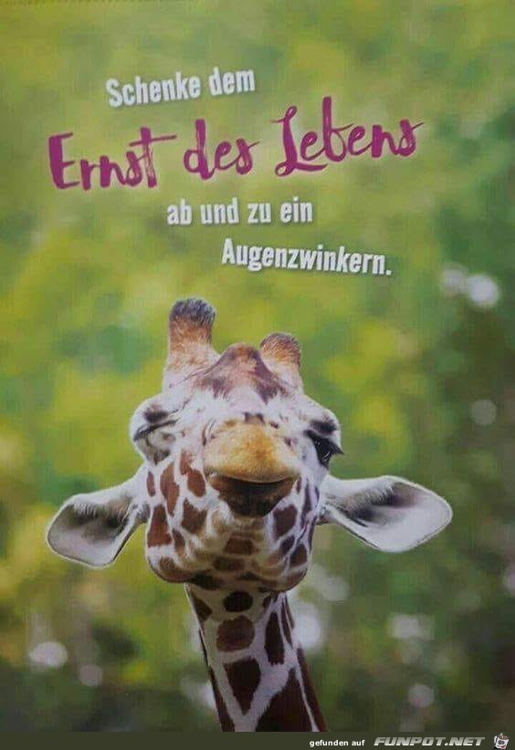 Ein Augenzwinkern Ein Augenzwinkern