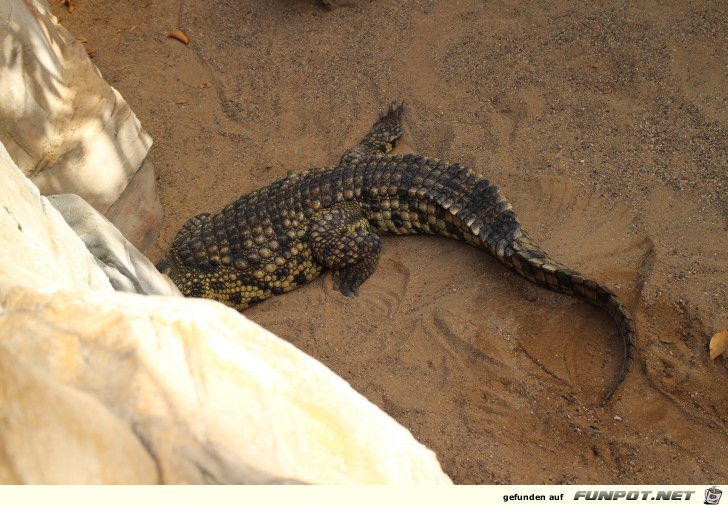 Hagenbeck Aquarium Krokodil1