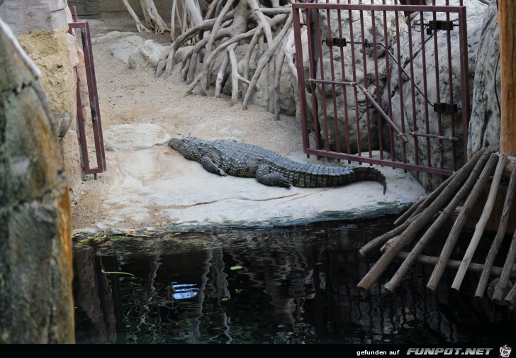 Hagenbeck Aquarium Krokodil2