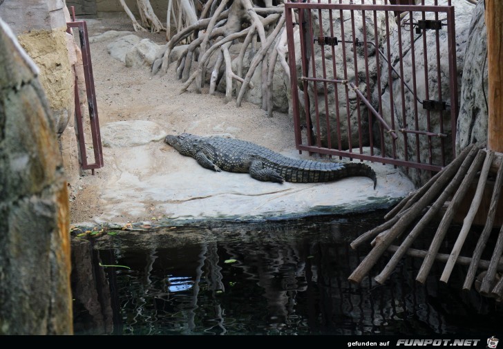 Hagenbeck Aquarium Krokodil2 Hagenbeck Aquarium Krokodil2