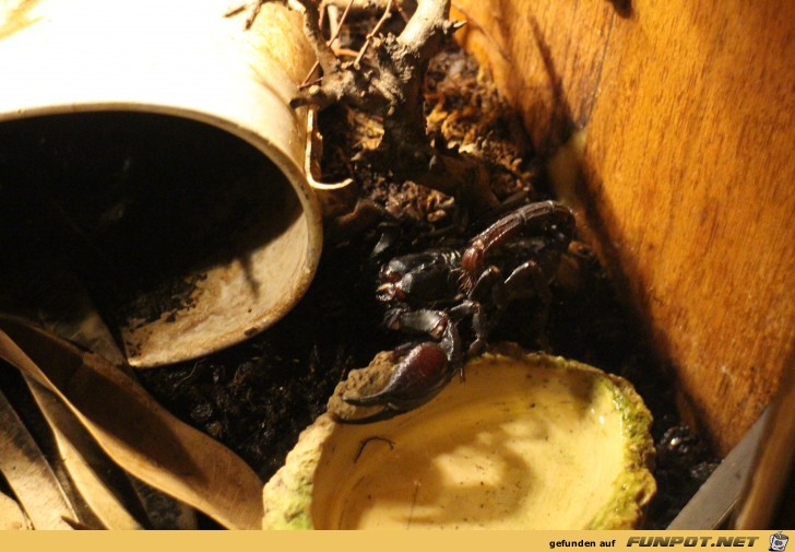 Hagenbeck Aquarium Skorpion