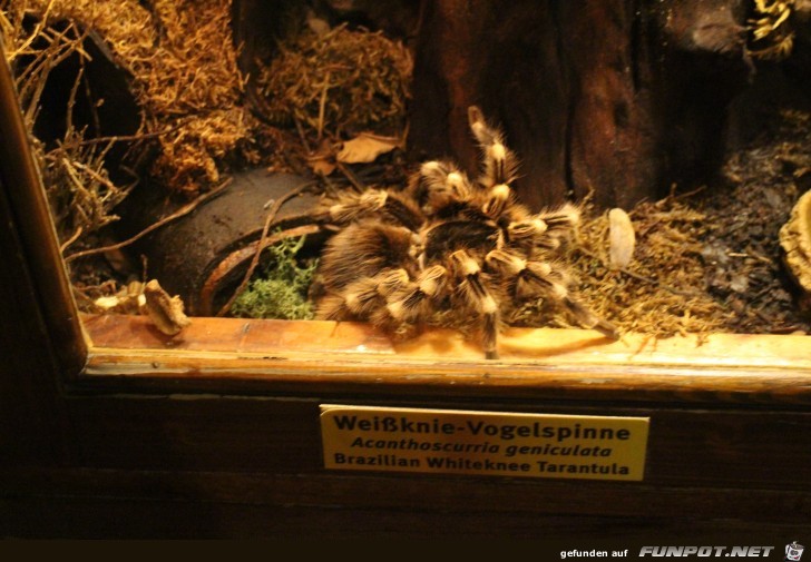 Hagenbeck Aquarium Vogelspinne1 Hagenbeck Aquarium Vogelspinne1