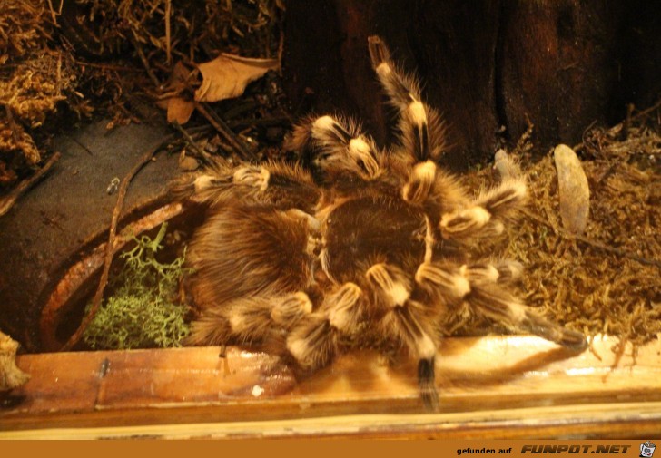 Impressionen aus Hagenbecks Aquarium Teil 3