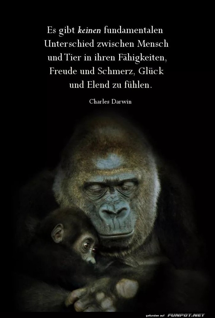es gibt keinen fundamentalen Unterschied es gibt keinen fundamentalen Unterschied