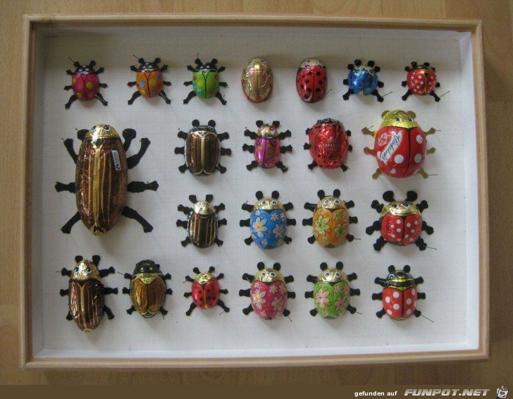 Maikäfer Sammlung Maikäfer Sammlung