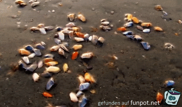 So bewegen sich Muscheln fort So bewegen sich Muscheln fort