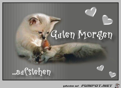 Guten Morgen Guten Morgen