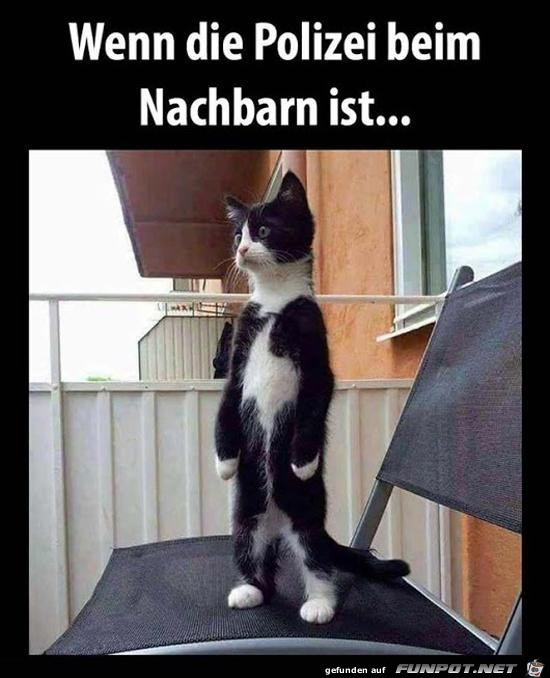 Ich bin gar nicht neugierig Ich bin gar nicht neugierig