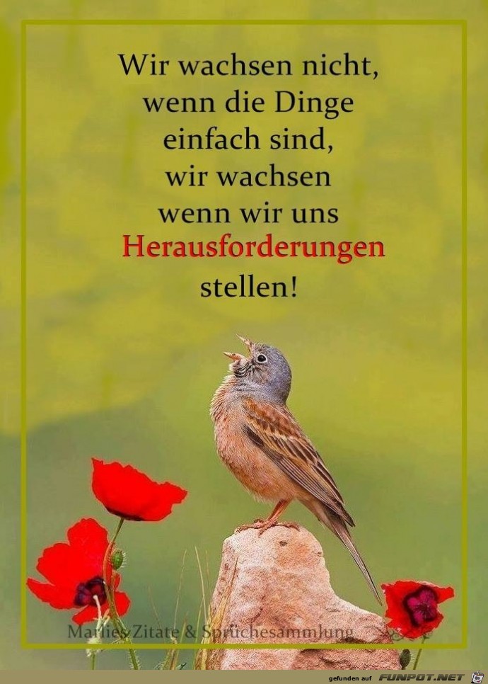 wir wachsen nicht wir wachsen nicht