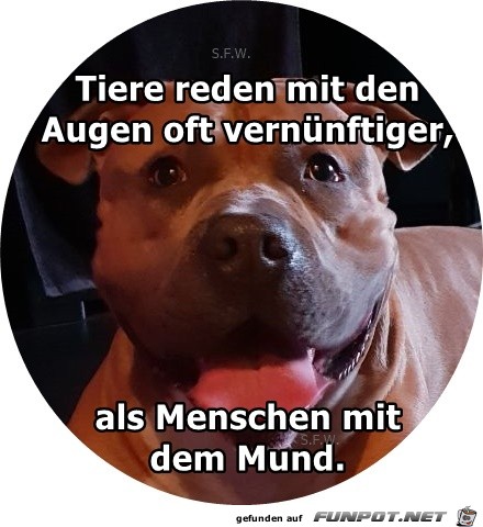 Tiere reden mit den Augen