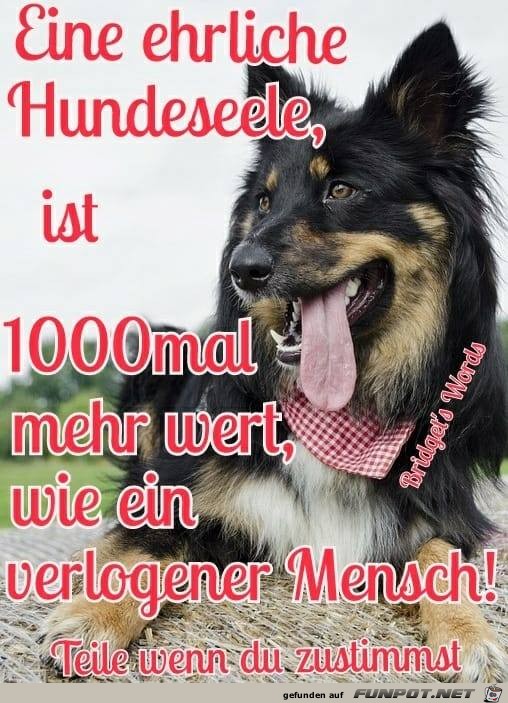 Eine ehrliche Hundeseele Eine ehrliche Hundeseele