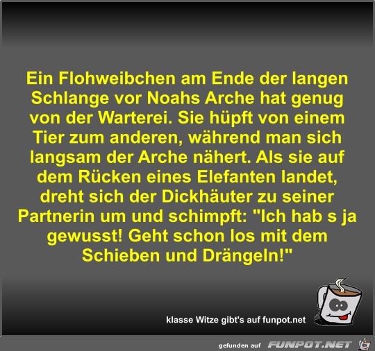 Ein Flohweibchen am Ende der langen Schlange vor Noahs...