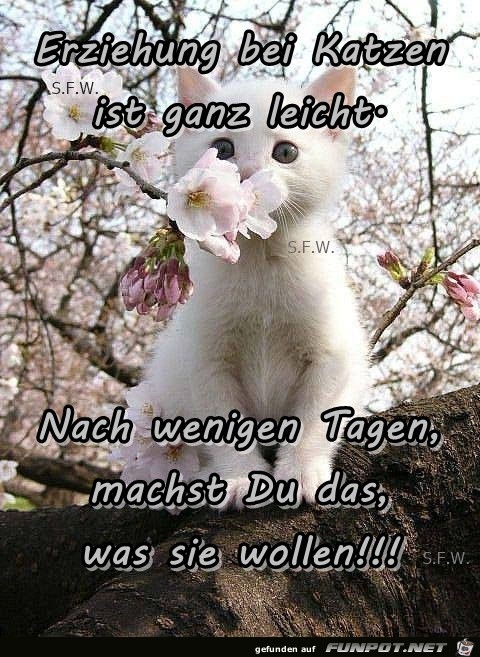 Erziehung bei Katzen Erziehung bei Katzen