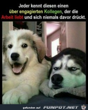 Der eine Kollege Der eine Kollege