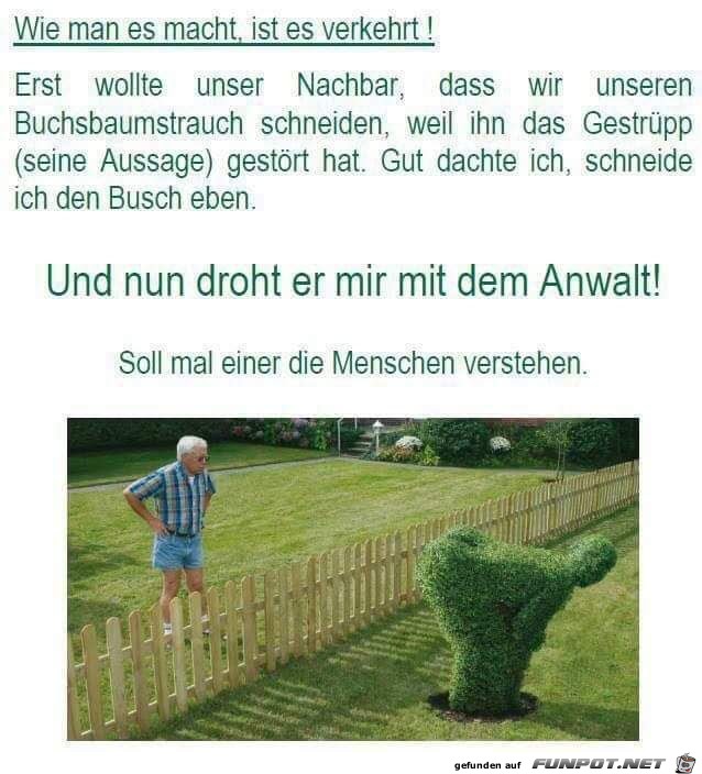 Buchsbaum Buchsbaum