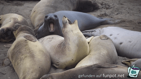 Was für ein Gehabe Was für ein Gehabe