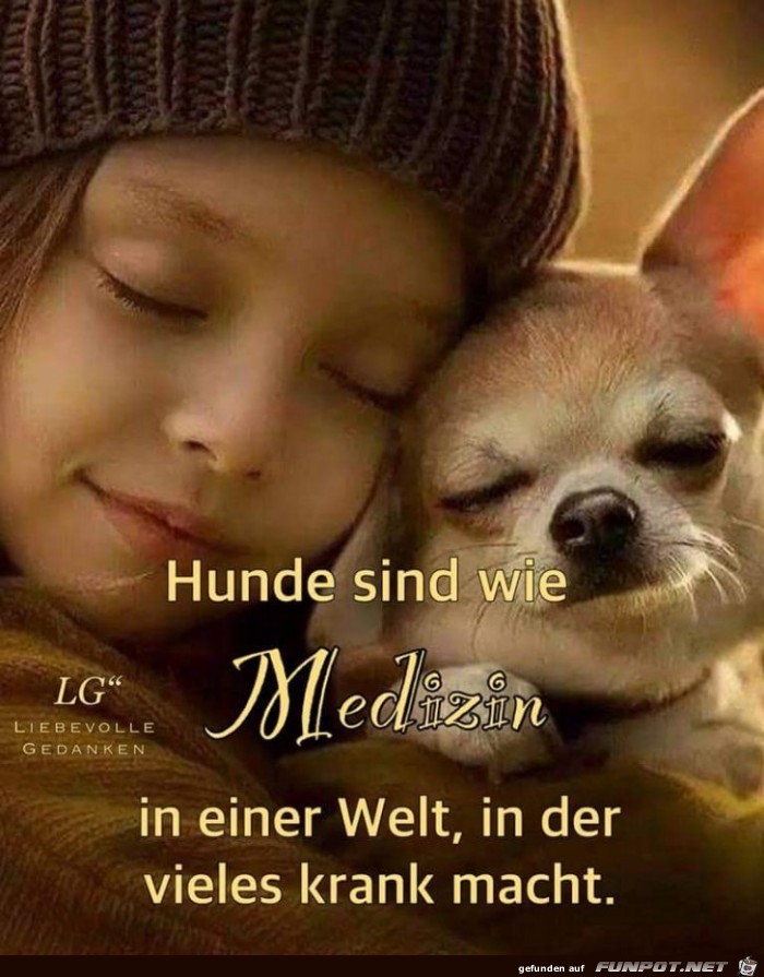 hunde sind wie Medizin