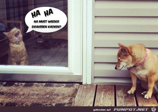Fiese Katze Fiese Katze