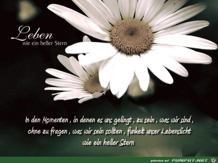 Leben wie ein heller Stern Leben wie ein heller Stern