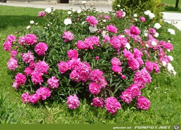 Wunderschoene Pfingsten Wunderschoene Pfingsten