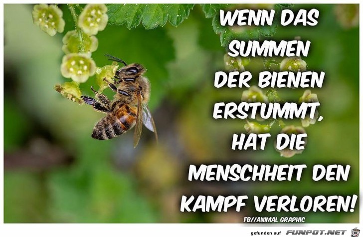 Wenn das Summen verstummt