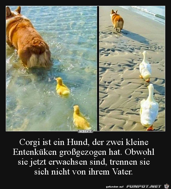 Corgi ist ein Hund...... Corgi ist ein Hund......