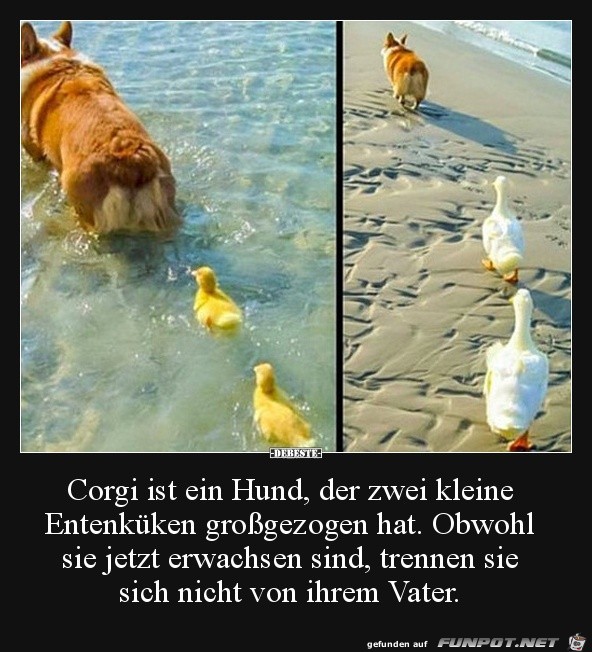 Corgi ist ein Hund......