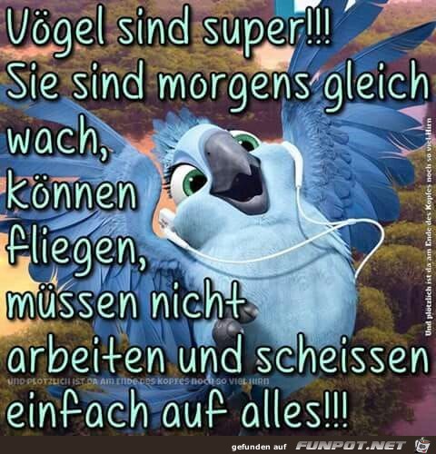 Vögel sind super Vögel sind super
