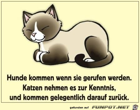 Hunde kommen...