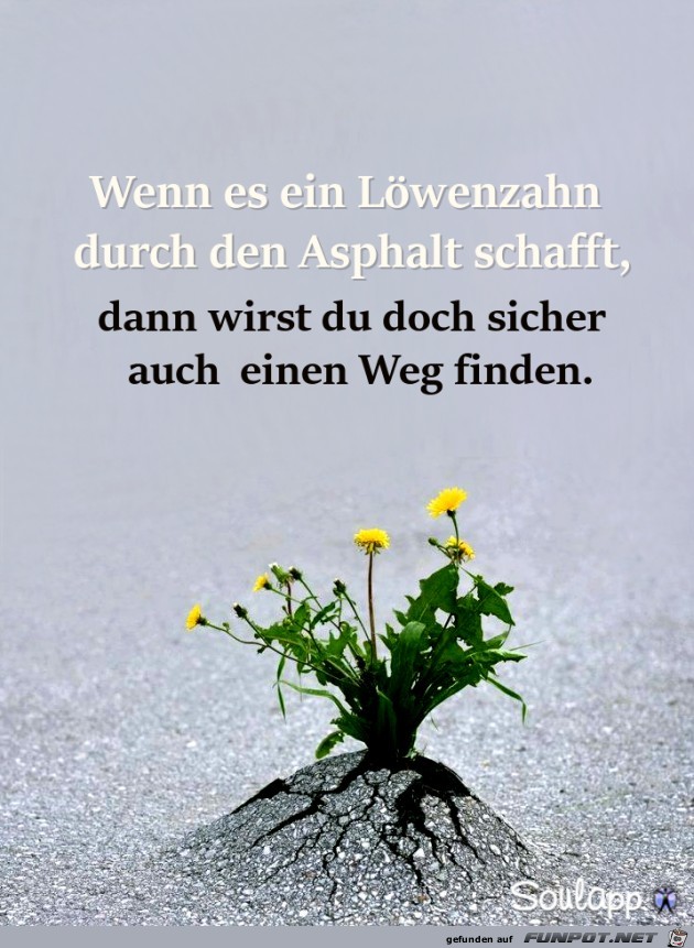 Wenn es ein Loewenzahn