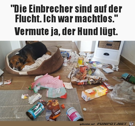 Der Hund lgt