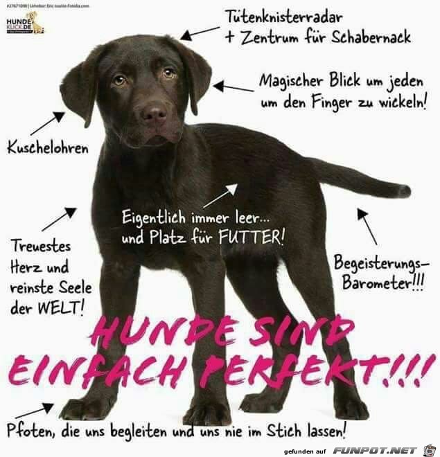 Hunde sind einfach perfekt Hunde sind einfach perfekt