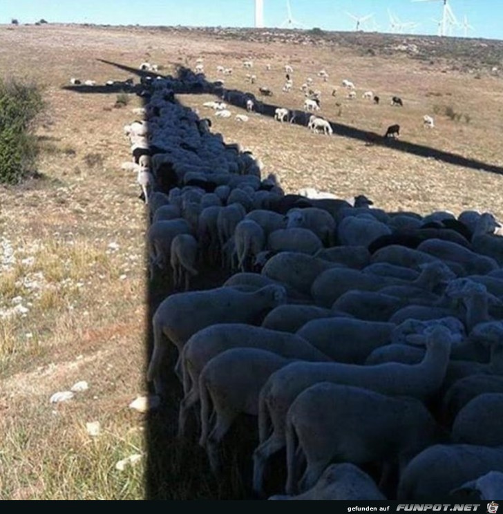 Schafe knnten dumm sein, aber sie sind nicht dumm
